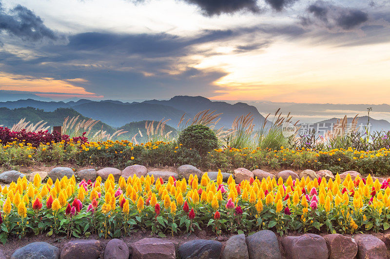 风景日落自然景观与花卉种植园和山在Phu Thap Boek，泰国Phetchaboon泰国北部